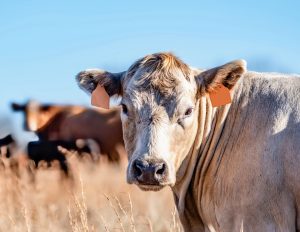 استفاده از هوش مصنوعی برای مبارزه با تغییرات اقلیمی از طریق کاهش متان گاوها