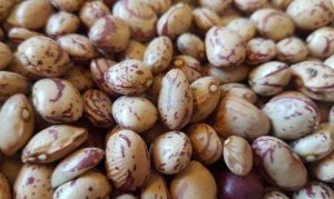 جهش عجیب لوبیا چیتی؛ سفره مردم بی‌پروتئین‌تر از همیشه