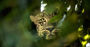 مرگ پلنگ جوان در جنگل چمستان نور